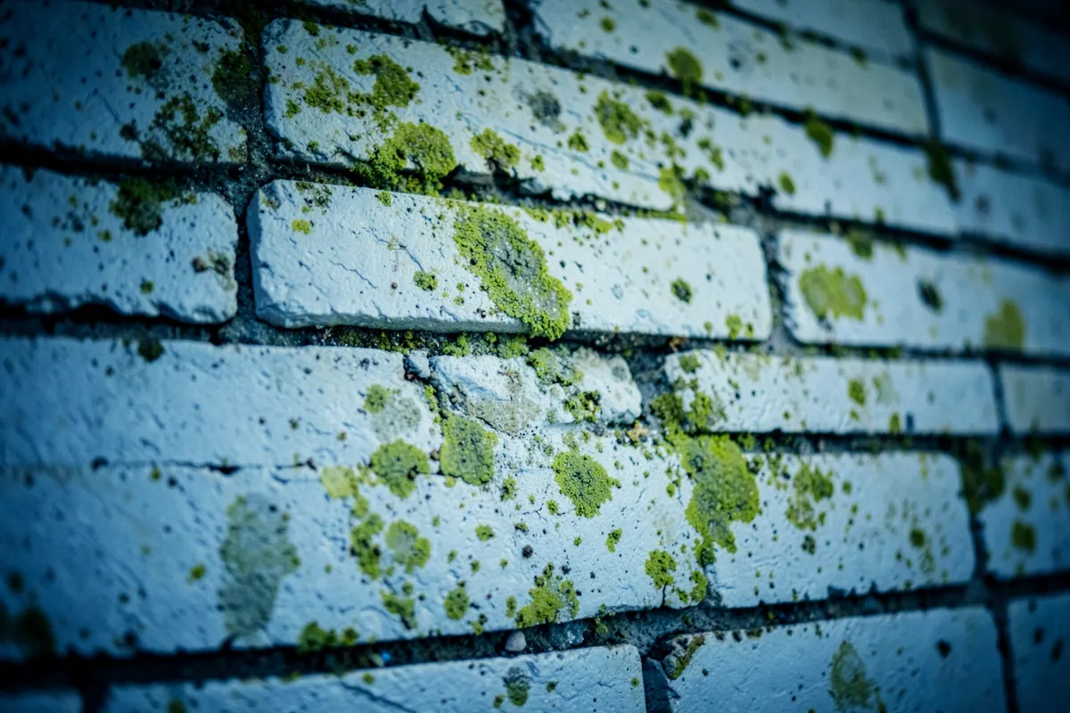 Uma parede de tijolos brancos com juntas escuras, com um leve mofo verde crescendo em algumas áreas, em um ambiente interno com pouca luz.