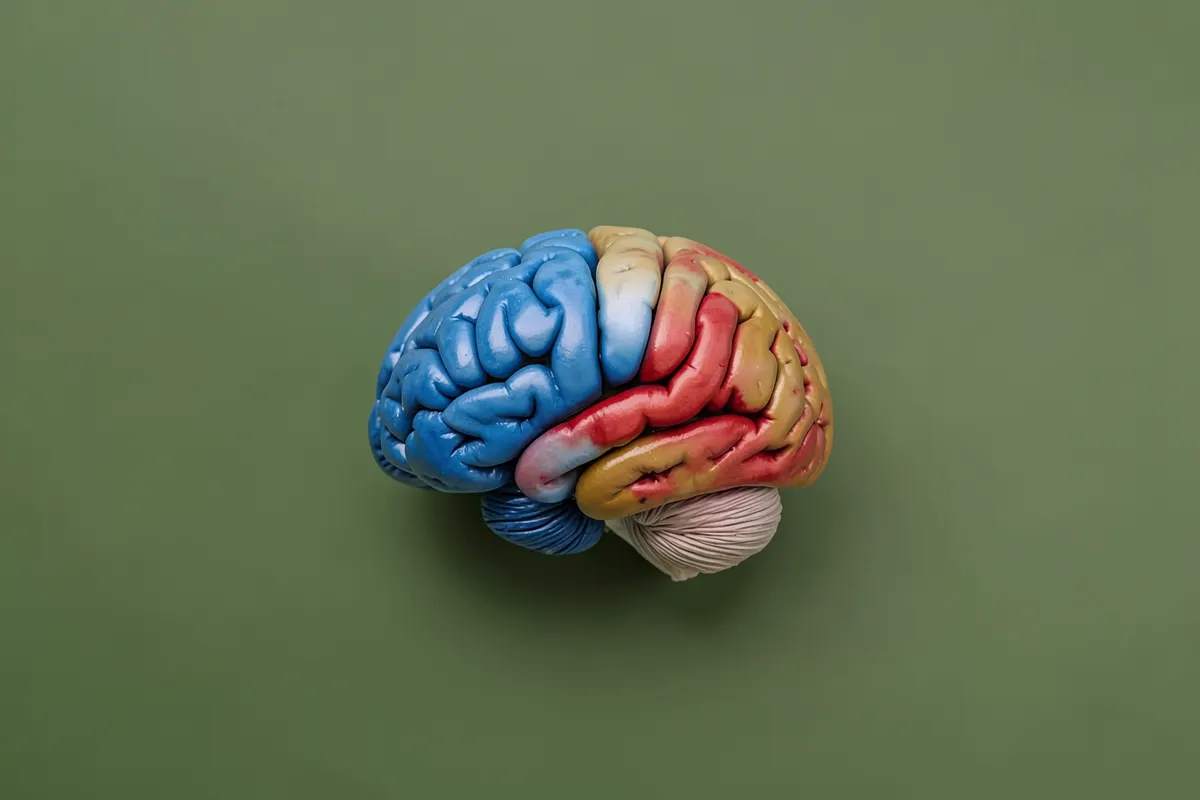 Um close-up de um cérebro humano com áreas destacadas em azul e vermelho, simbolizando diferentes funções.