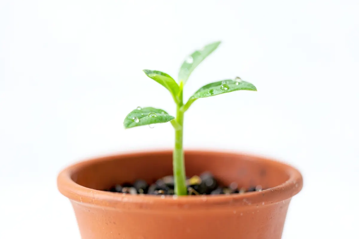 Uma planta jovem brotando de um pequeno vaso de cerâmica, com gotas de água nas folhas.