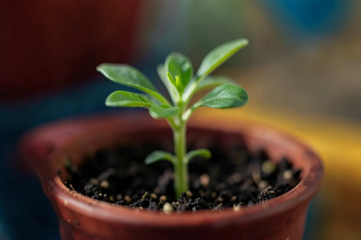 Uma planta crescendo em um vaso com luz suave